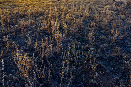 Grass covered with frost at sunrise.