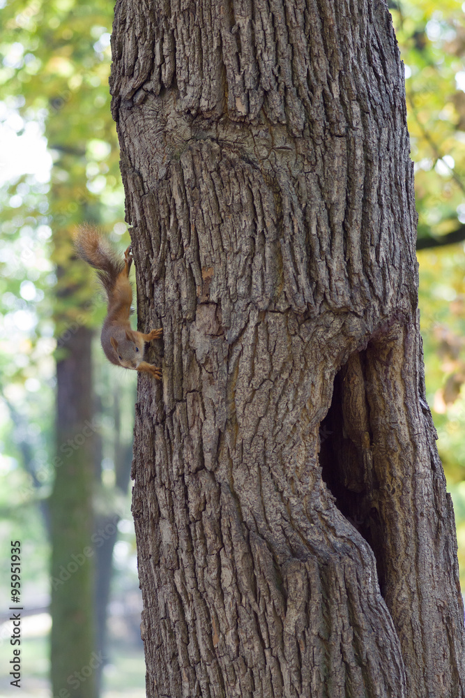 the squirrel sits in a hollow