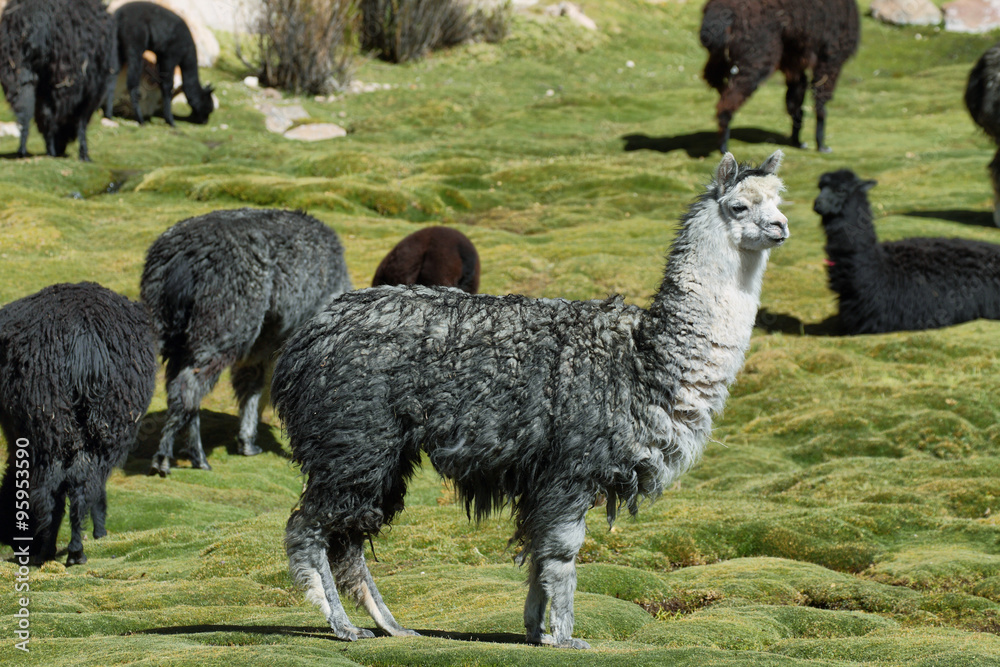 Alpacas grazing in volcano isluga national park Alpacas grazing in volcano isluga national park