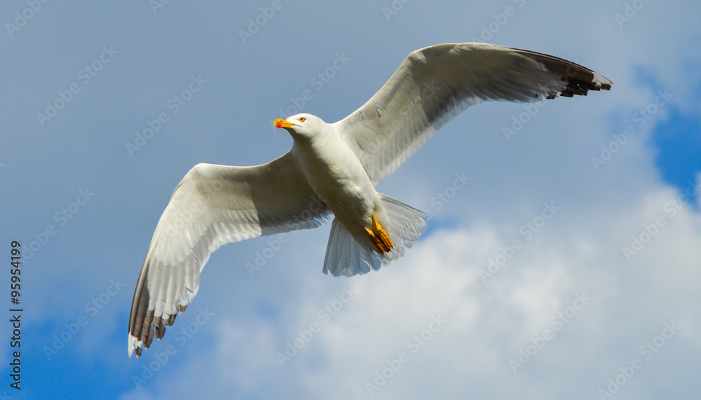 Seagull flying on blue sky and white clouds Seagull flying on blue sky and white clouds