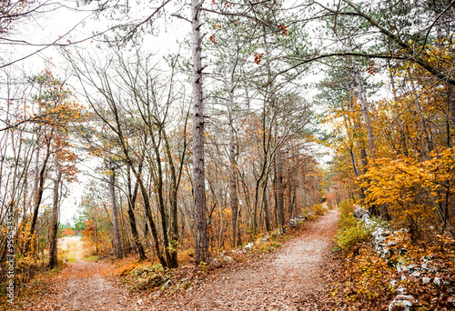 autumnal landscape with path in the forest 