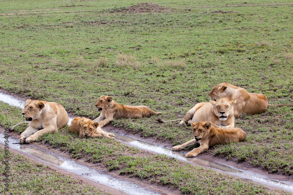 Fototapeta premium Lioness on grass in Masai Mara Reserve, Kenya, Africa