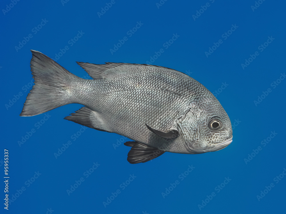 Black snapper fish in water of tropical sea Macolor niger In