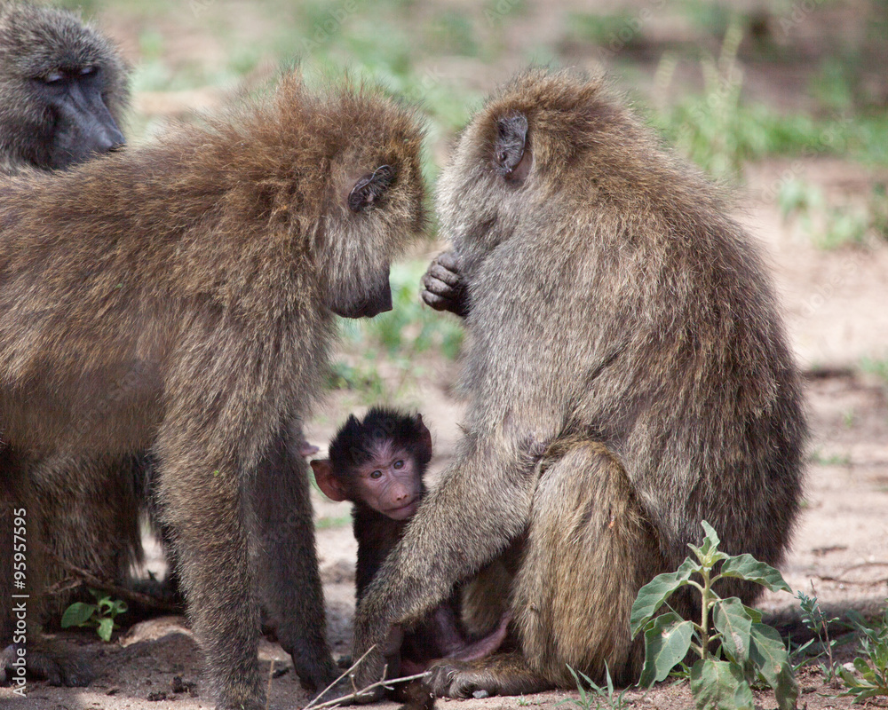 Group of Olive Baboons protecting a baby, Lake Manyara National Park, Tanzania. 