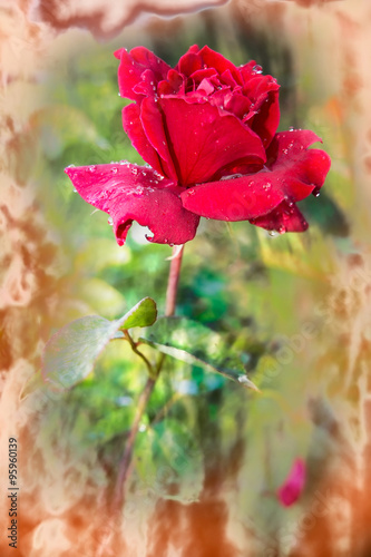 Vivid red rose with drops of dew on the petals #95960139