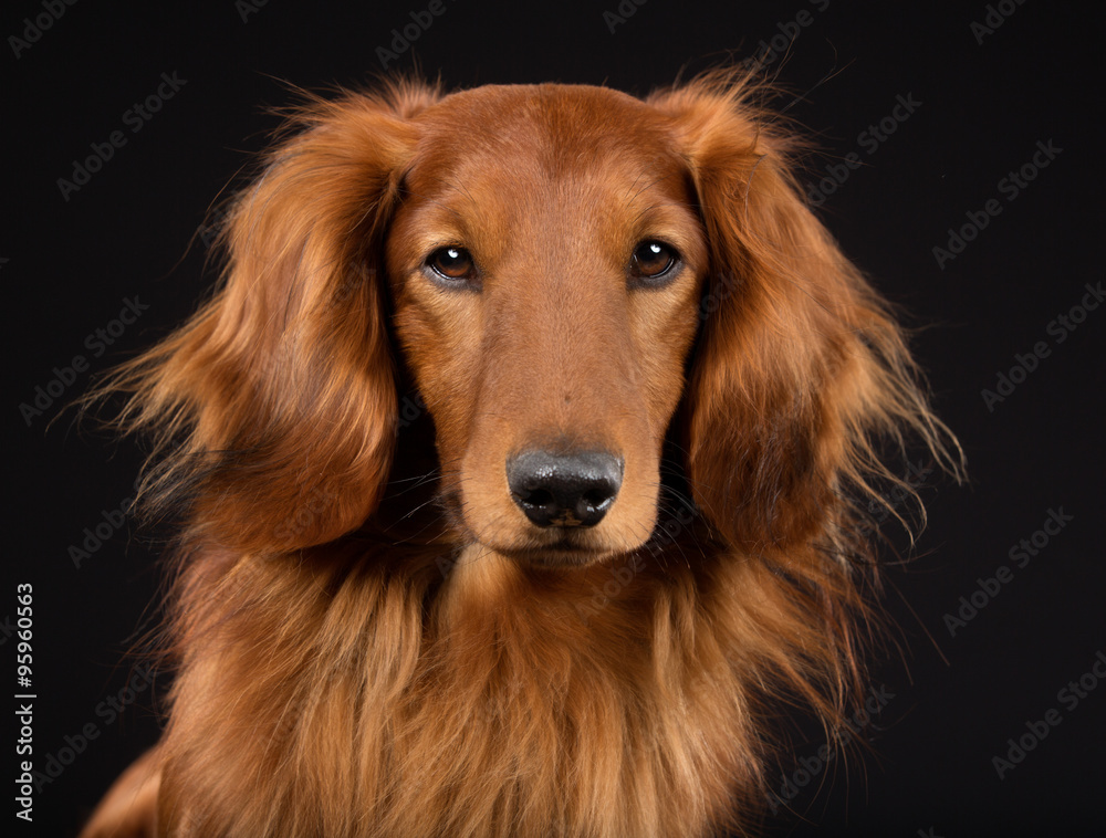 Longhaired dachshund