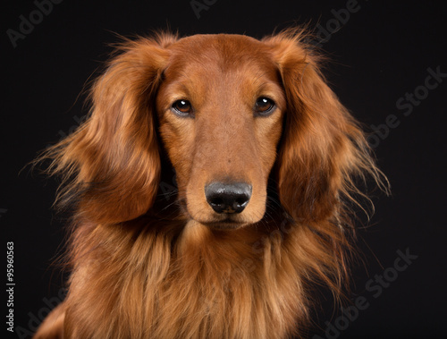 Wallpaper Mural Longhaired dachshund Torontodigital.ca