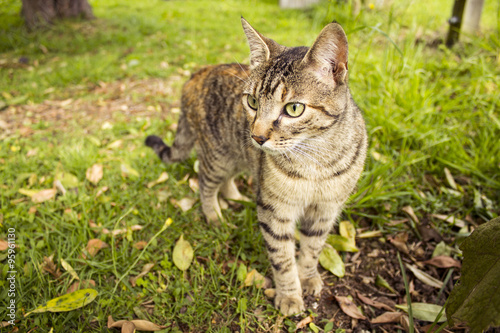 Wallpaper Mural gato Torontodigital.ca