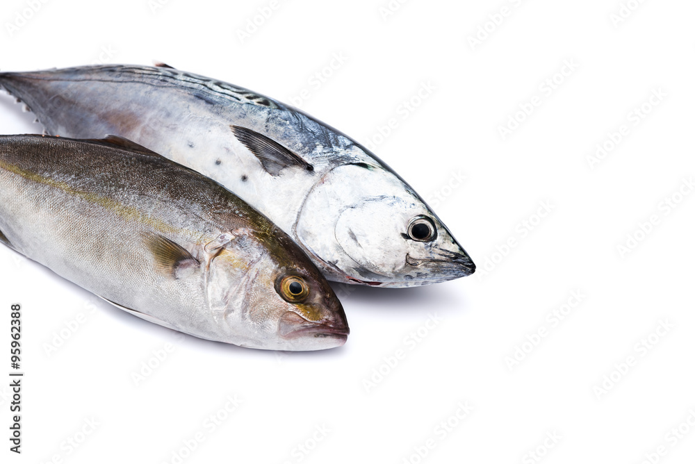 Raw fish, Bonito and Yellowtail, isolated on white Raw fish, Bonito and Yellowtail, isolated on white