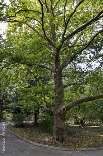 Green tree sycamore (Acer pseudoplatanus) in the park with fresh forest and path, Sofia, Bulgaria 