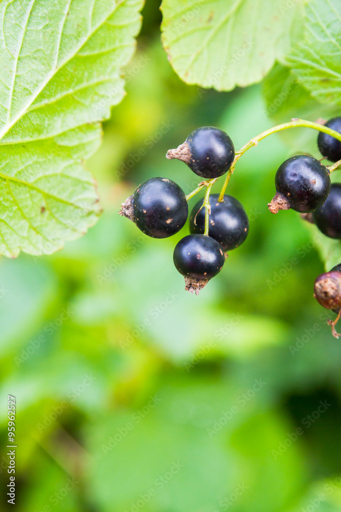 Black currant growing on a green Bush Black currant growing on a green Bush