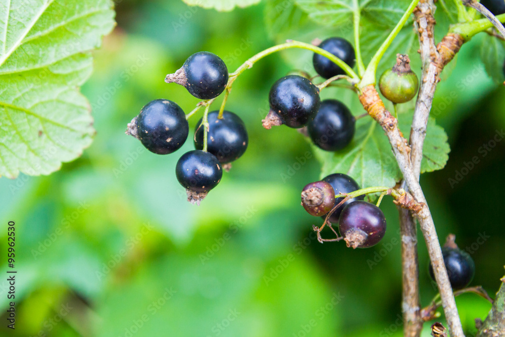 Black currant growing on a green Bush Black currant growing on a green Bush