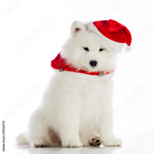 Christmas puppy.  Merry christmas © EwaStudio
