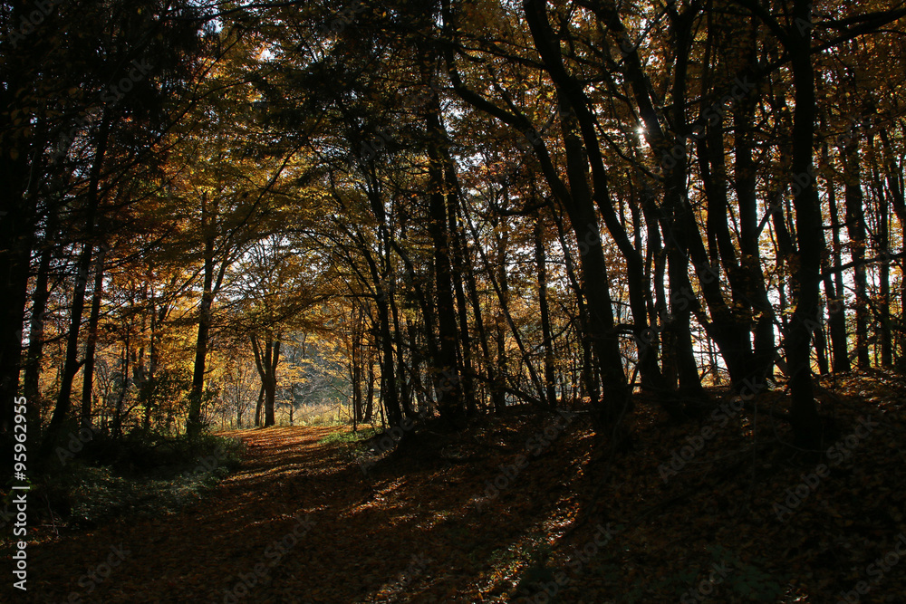 Naklejka premium Herbstlicher Buchenwald