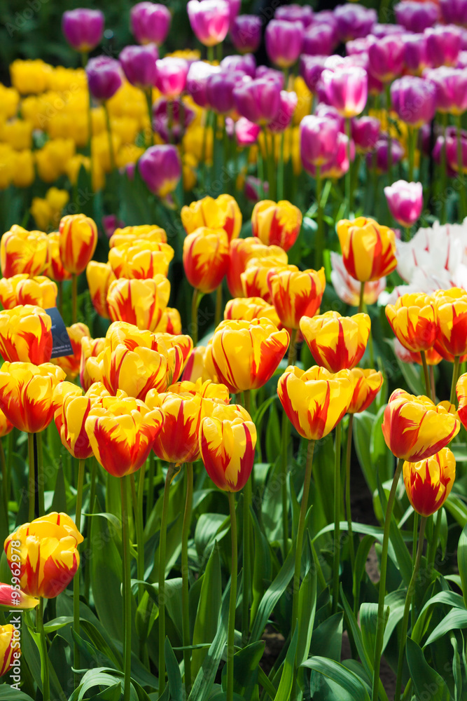 Tulips. Spring flower. beautiful flowers Tulips. Spring flower. beautiful flowers