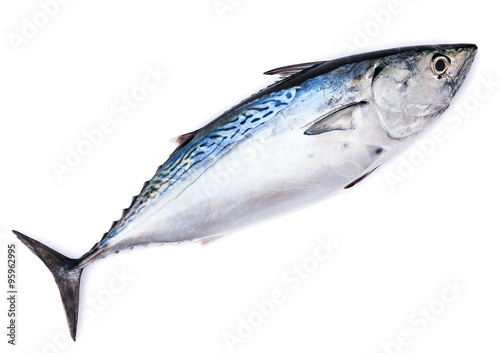 Raw fish, bonito, isolated on white photo