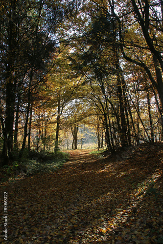 Herbstlicher Buchenwald