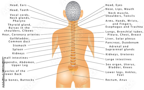 Spine and All Organs