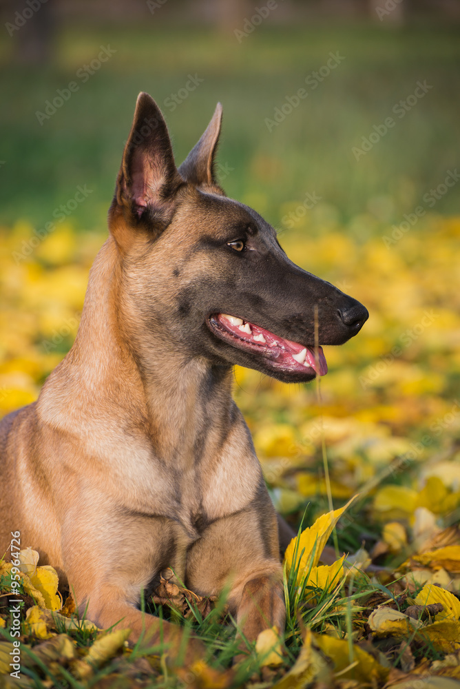 Belgian Malinois dog in yellow autumn leaves