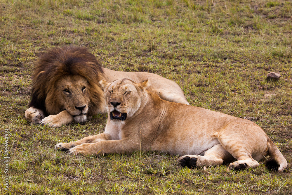 Male and female lion pair sleeping on green grass, Masai Mara Reserve, Kenya, Africa Male and female lion pair sleeping on green grass, Masai Mara Reserve, Kenya, Africa