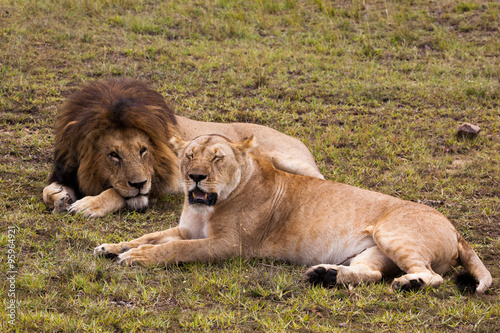 Male and female lion pair sleeping on green grass  Masai Mara Reserve  Kenya  Africa