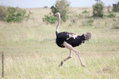 Male of African ostrich (Struthio camelus) running in Masai Mara Reserve, Kenya, Africa