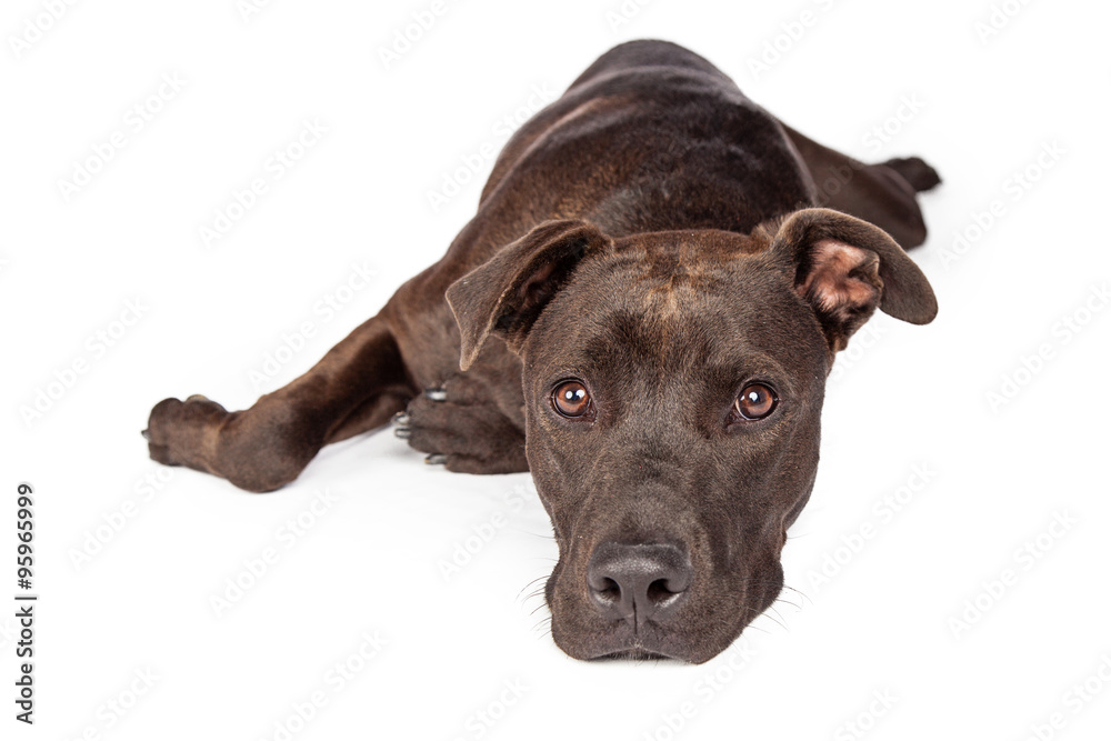 Labrador Pit Bull Dog Laying Over White