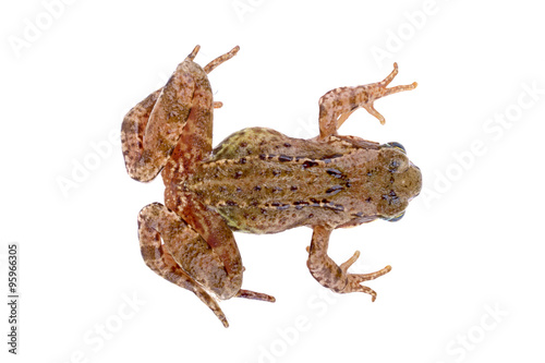 Brown European frog on a white background