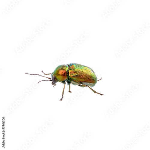 Metal green bug on a white background © NERYX