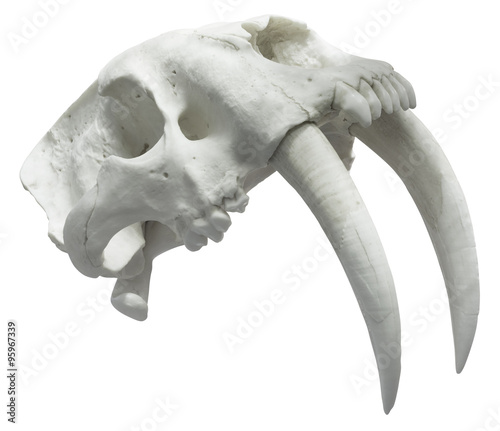 Fototapeta Naklejka Na Ścianę i Meble -  Smilodon Skull Cutout