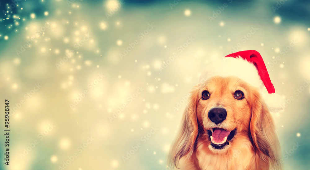 Dachshund dog wearing Santa hat Dachshund dog wearing Santa hat