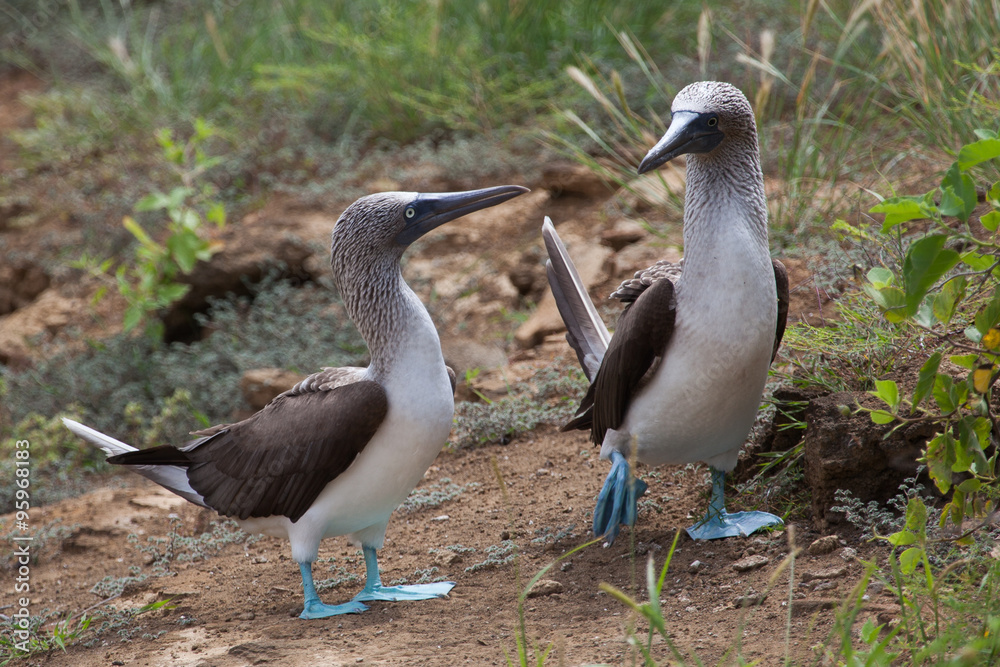 Fototapeta premium Pair of blue footed boobies performing mating dance, Galapagos Islands, Ecuador