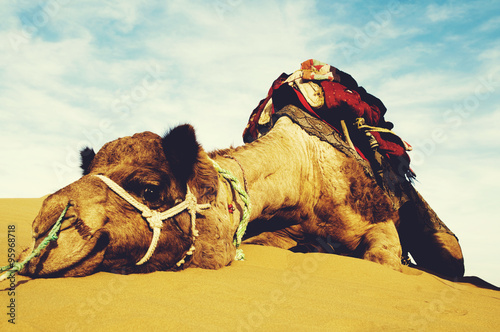 Cutest Camel Resting in the Desert Animal Concept