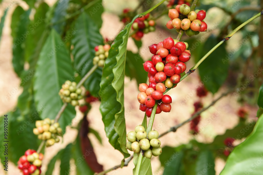 Coffee beans ripening on a tree. Coffee beans ripening on a tree.