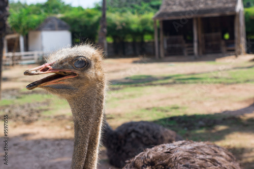ostrich in Thailand farm
 photo