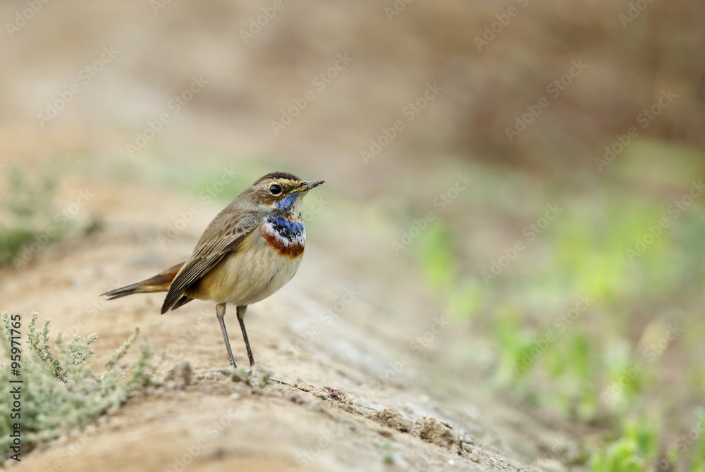 Fototapeta premium TBeautiful Bluethroat