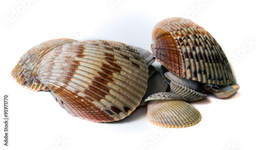 Cuadro en lienzo various sized seashells over white