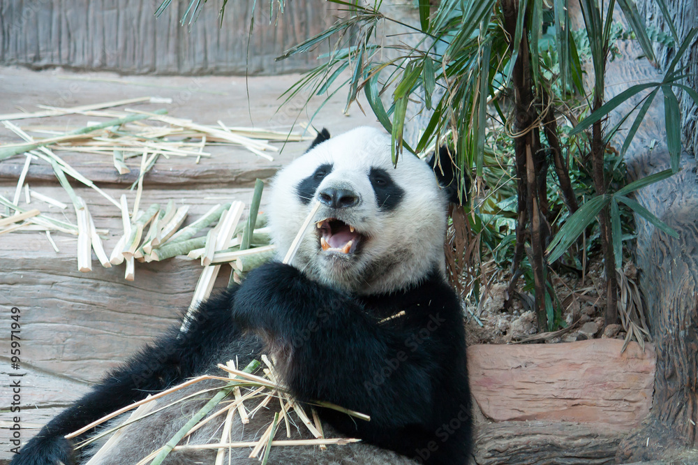Obraz premium Hungry giant panda bear eating