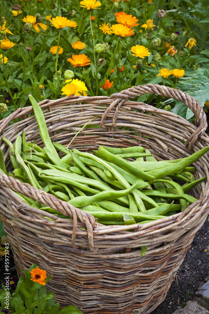 Fresh home grown beans
