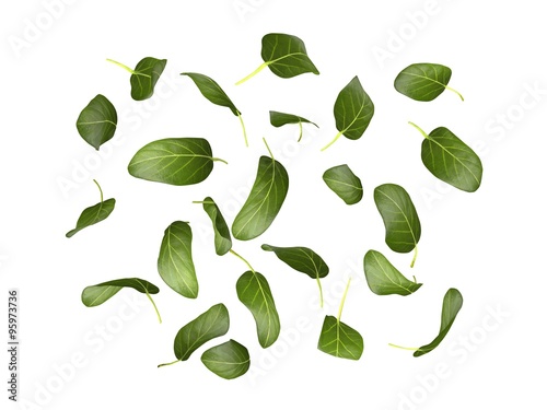 green leave