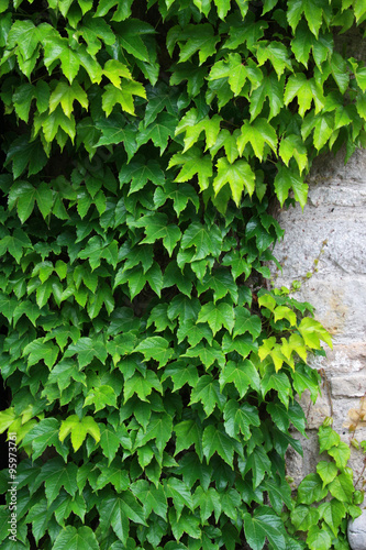 Ivy leaves background © enjoynz