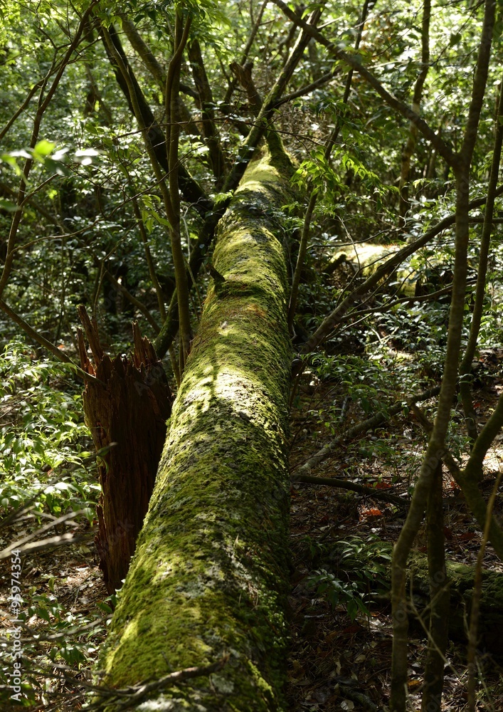 Fototapeta premium 苔が覆う倒木