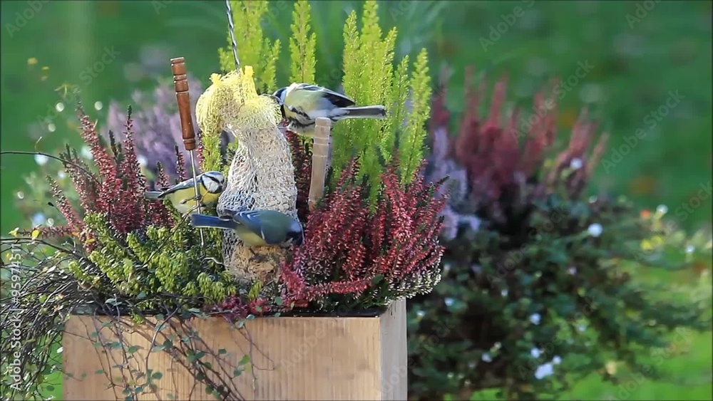 great and blue tit, bird seed in flower pot
