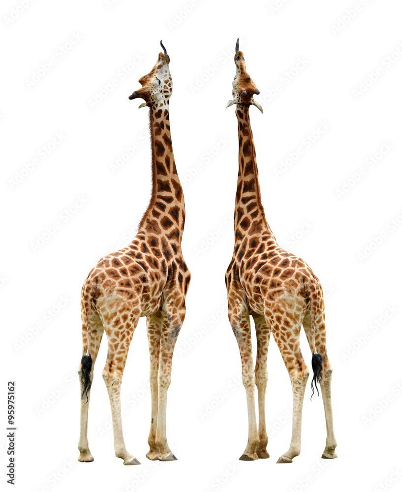Obraz premium Giraffes isolated on white background