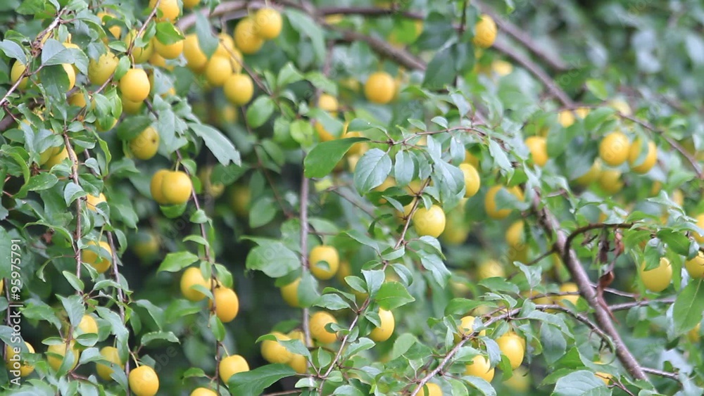 yellow plum tree with ripe fruits
yellow plum tree with ripe fruits
