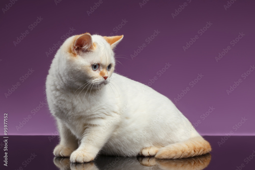 Obraz premium Blue Eyed British Kitten Sits on Purple