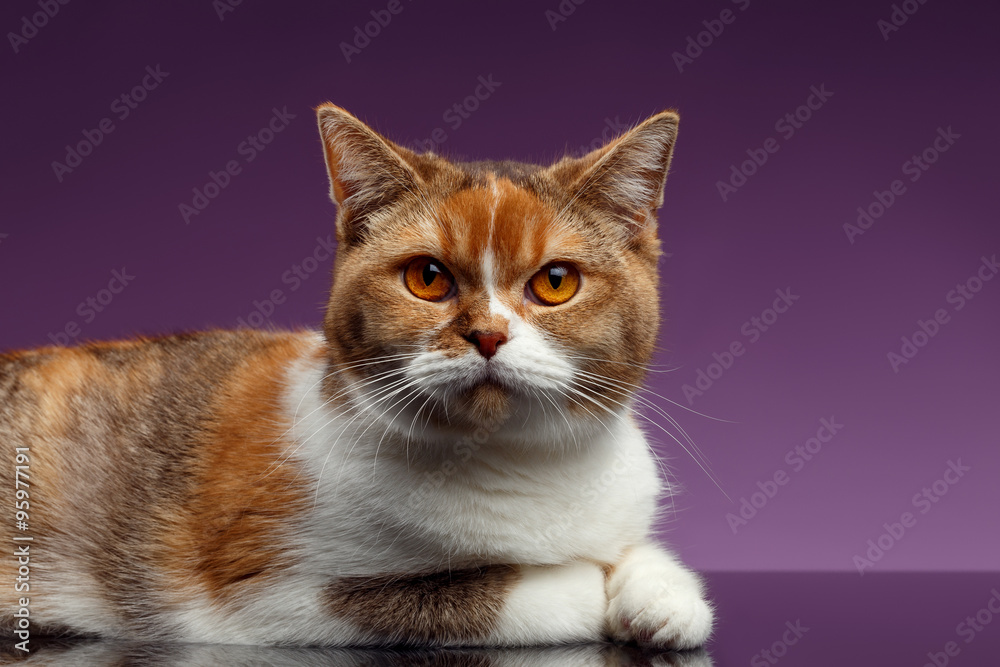 Closeup Red British Cat Lies on Purple