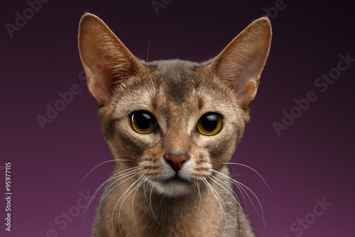 Close up Portrait of beautiful abyssinian Cat on purple background photo