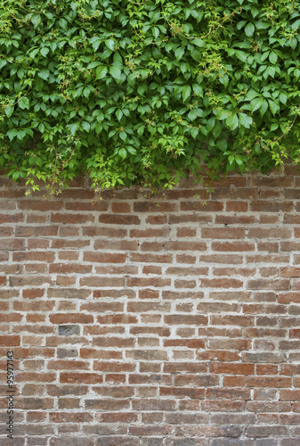 ivy and brick wall © leeyiutung