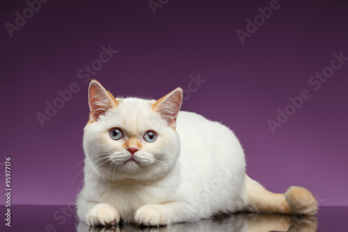 Blue Eyed British Kitten Lies on Purple